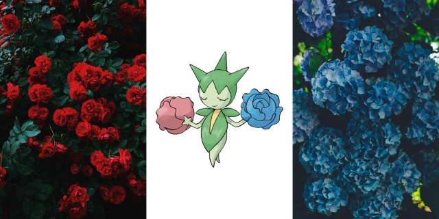 Roselia and Roses and Hydrangeas